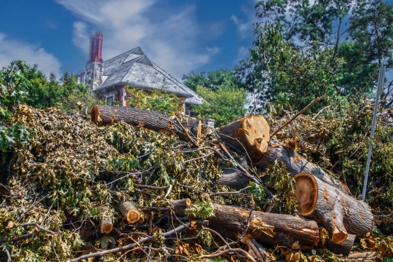 When To Get Tree Removals