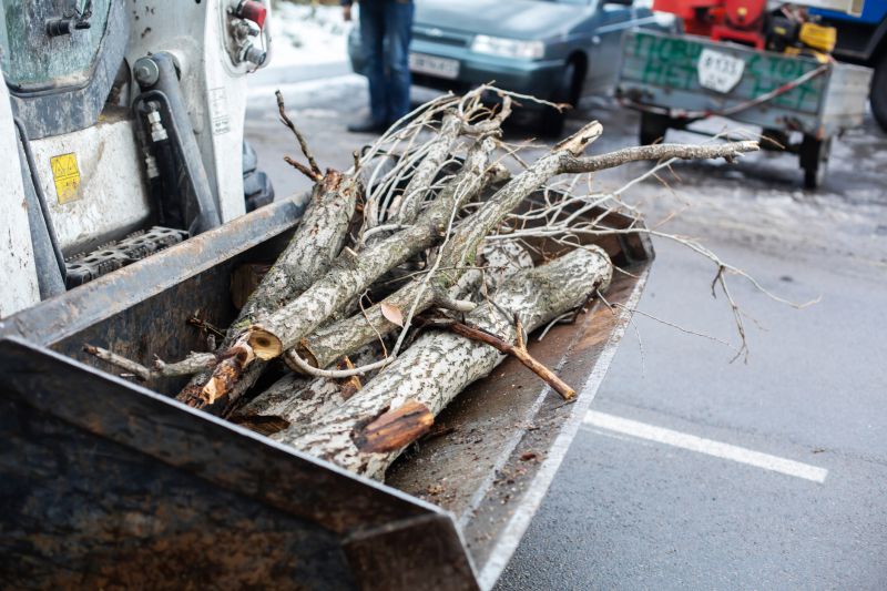 Tree Removal Services Information