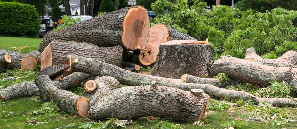 Large Tree Removal in Peachtree City