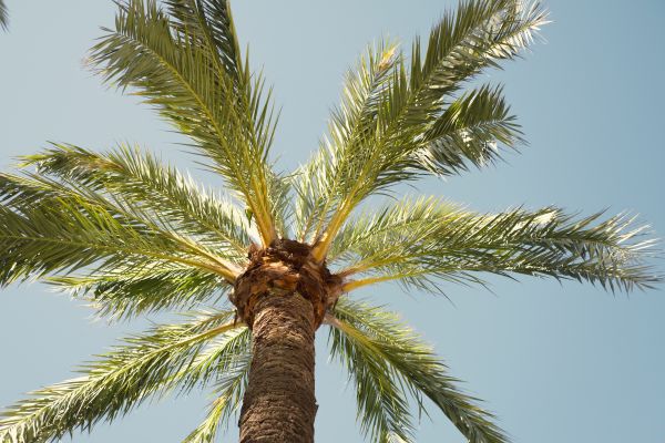 Palm Tree Removal in Peachtree City