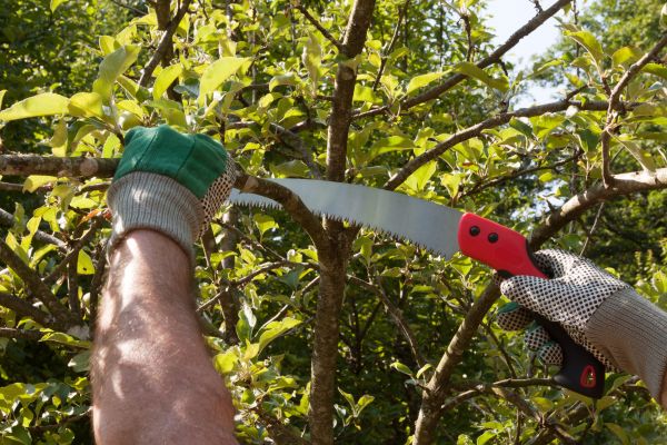 Small Tree Removal in Peachtree City
