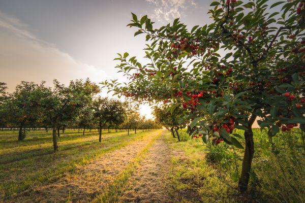 Cost of Cherry Tree Removal in Peachtree City