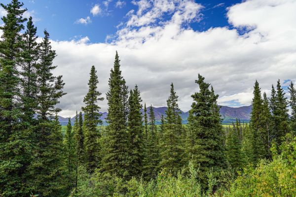 Cost of Spruce Tree Removal in Peachtree City