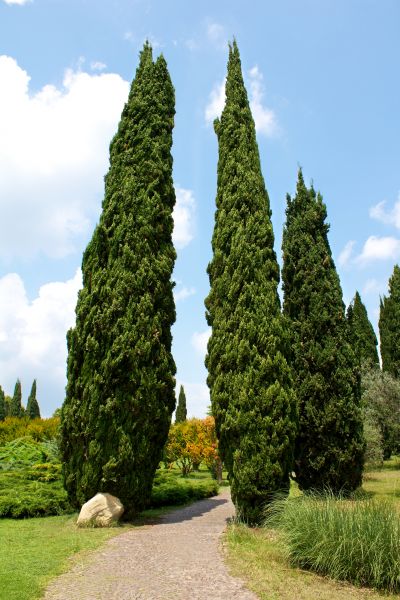 Cypress Tree Removal in Peachtree City