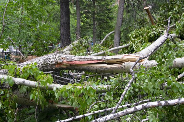 Cost of Birch Tree Removal in Peachtree City