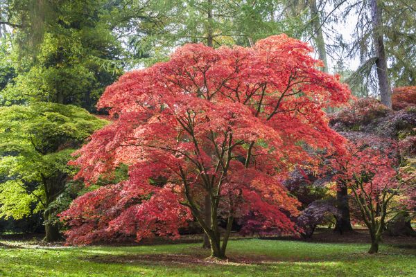 Maple Tree Removal in Peachtree City