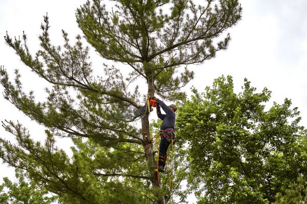 Pine Tree Removal in Peachtree City