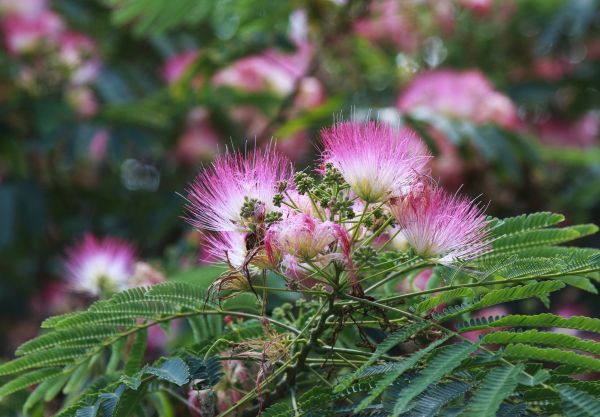 Cost of Mimosa Tree Removal in Peachtree City