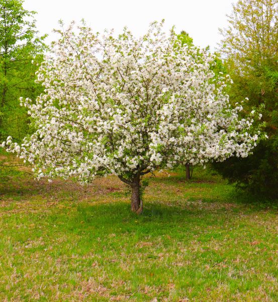 Cost of Dogwood Tree Removal in Peachtree City