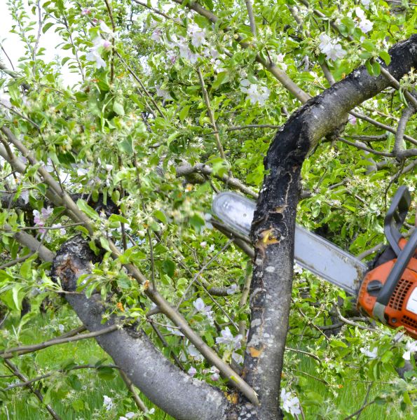 Cost of Apple Tree Removal in Peachtree City