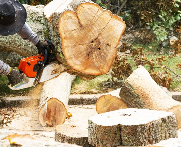 Tree Removal Service in Peachtree City