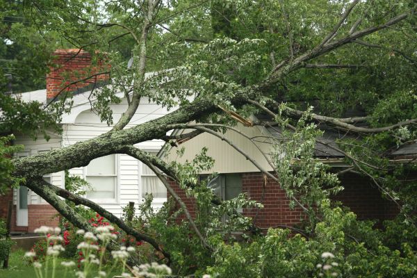 Emergency Tree Removal in Peachtree City