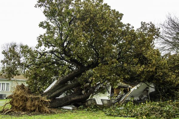 Fallen Tree Removal in Peachtree City