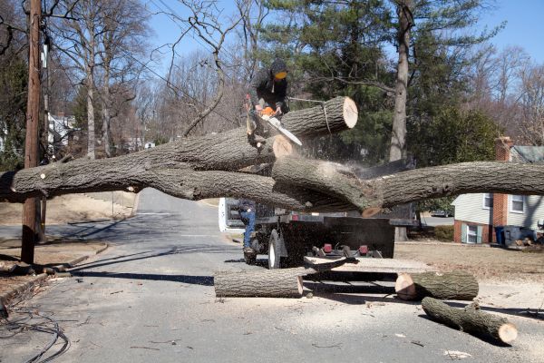 Residential Tree Removal in Peachtree City