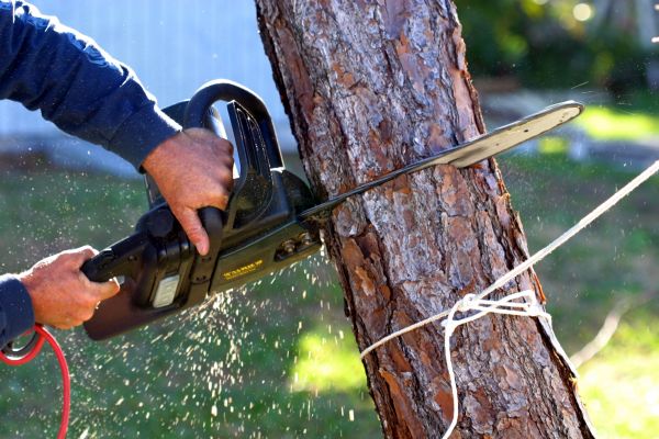 Dead Tree Removal in Peachtree City