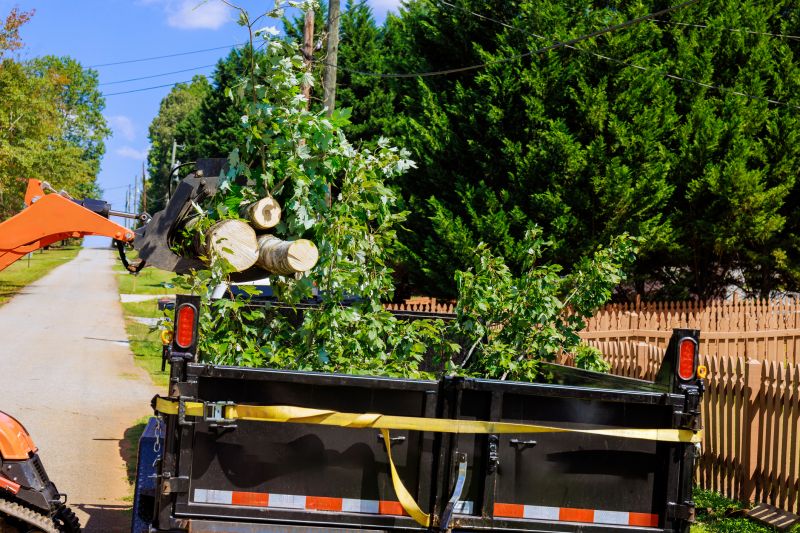 Apple Tree Removal