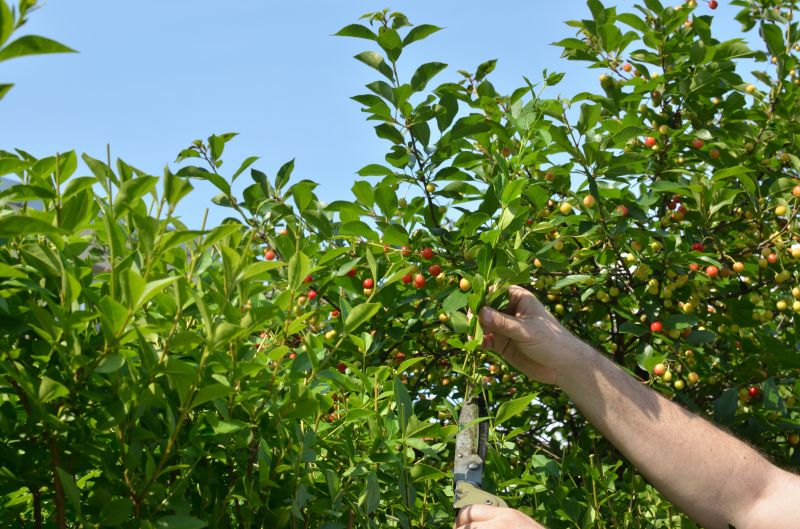 Cherry Tree Removal