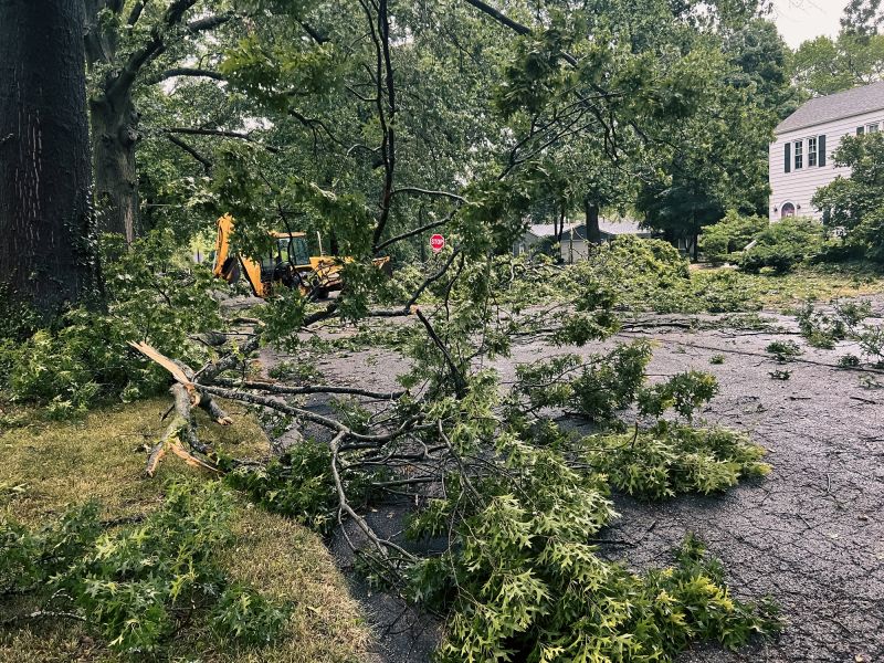 Dogwood Tree Removal