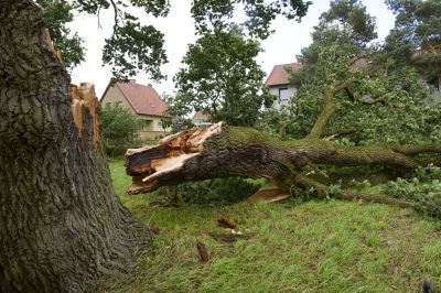 Emergency Tree Removal