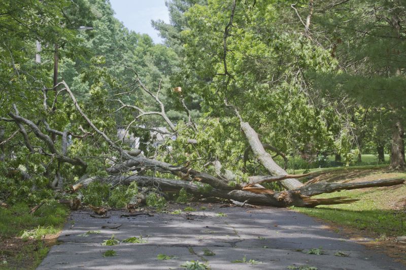 Fallen Tree Blockage