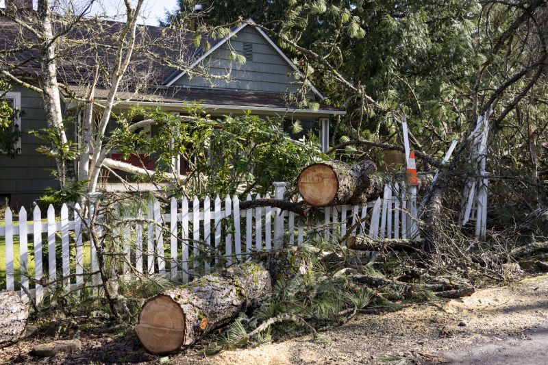 Fallen Tree Removal detail