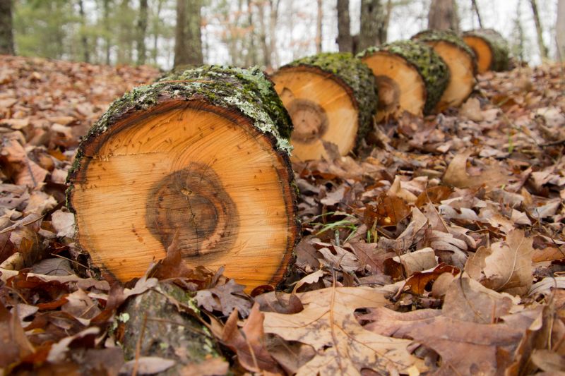 Hickory Tree Removal