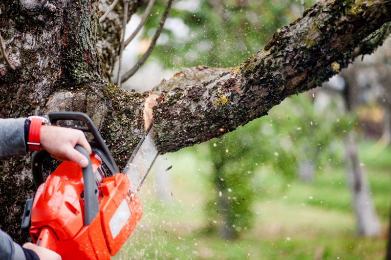 Mimosa Tree Removal