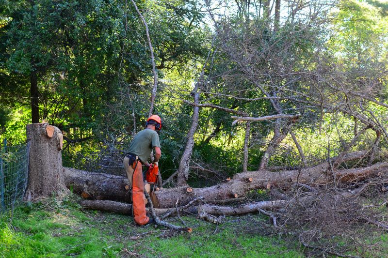 Products For Tree Removals in use
