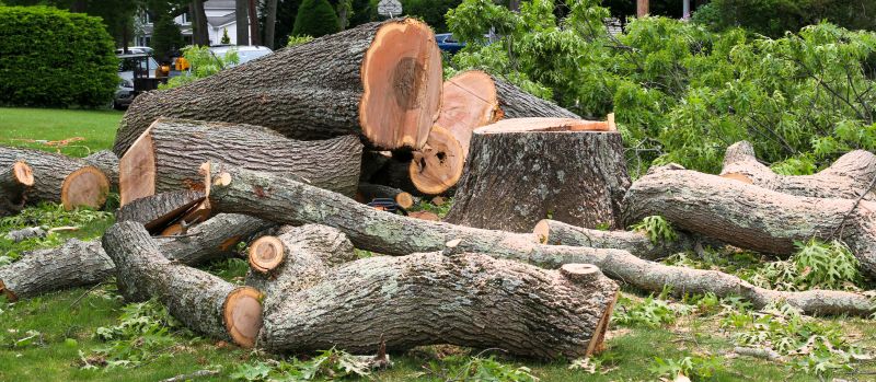 Small Tree Removal