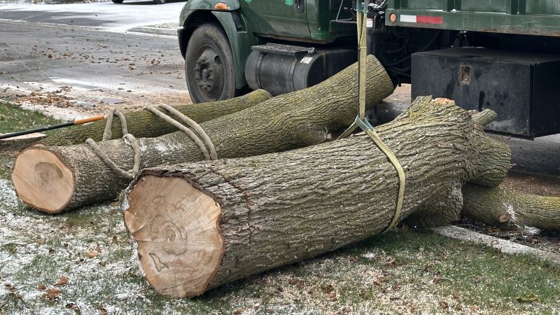 Tree Removal Service