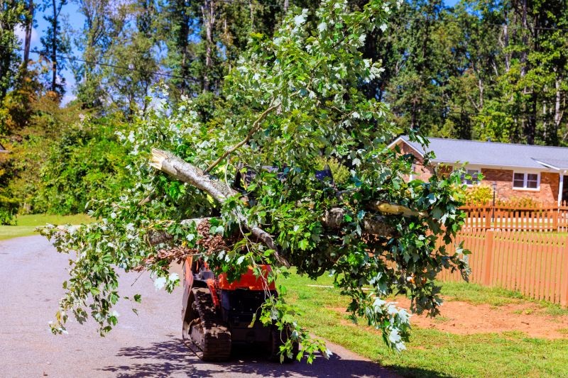 Tree Removal Service