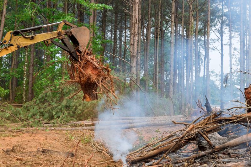 Tree Removal Service