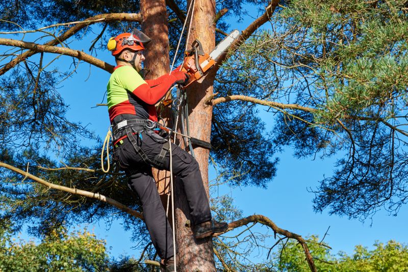Professional Tree Removal