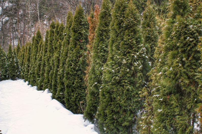Tree Cutting in Winter